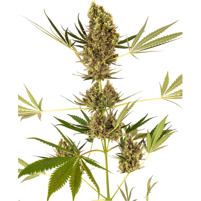 ALPINE DELIGHT CBD (Sensi Seeds)