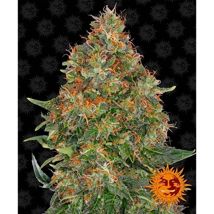 AUTO PINEAPPLE EXPRESS (BARNEYS FARM) Semillas de marihuana autoflorecientes