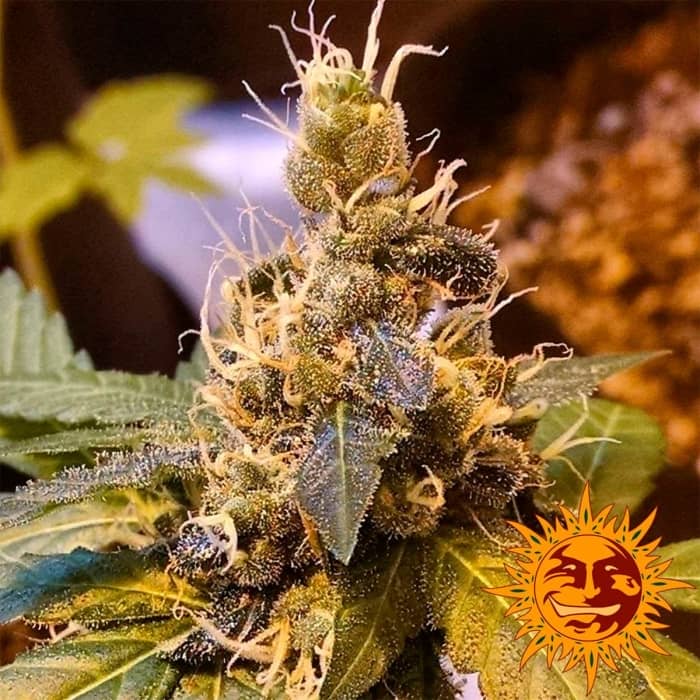 Semillas Pineapple Express Auto de Barneys Farm