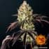 Glookies de Barney's Farm - Semillas feminizadas de marihuana.