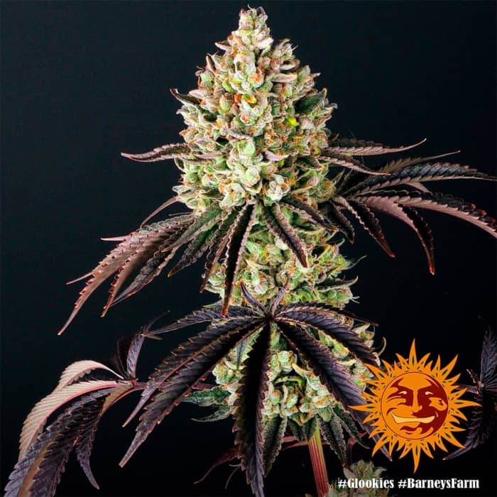 Glookies de Barney's Farm - Semillas feminizadas de marihuana.
