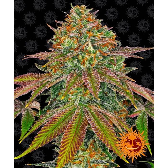 WEDDING CAKE de Barney's Farm Seeds