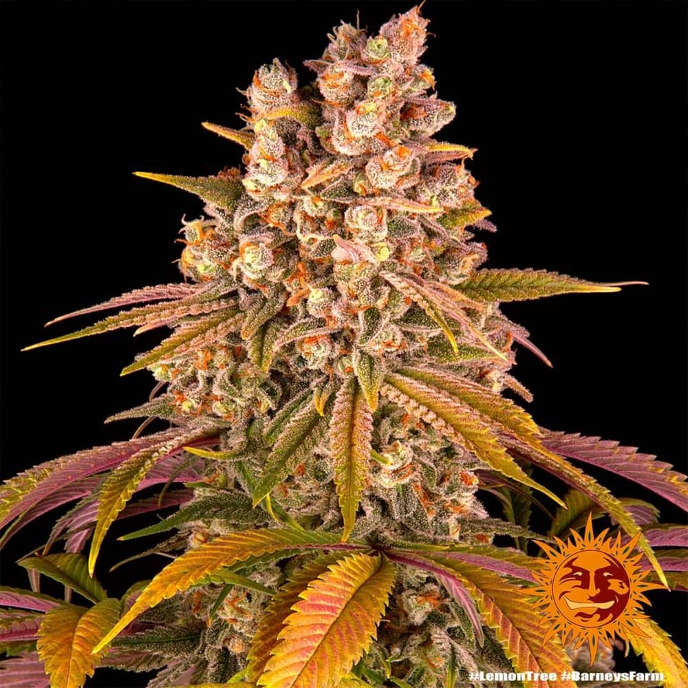 LEMON TREE (Barney's Seeds) Semillas de marihuana feminizadas.
