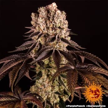 Purple Punch de Barney's Farm