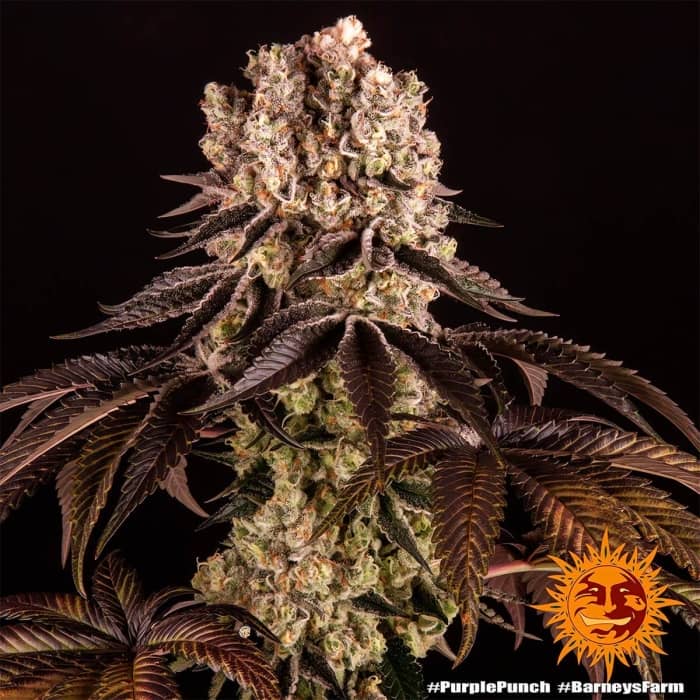 Purple Punch de Barney's Farm