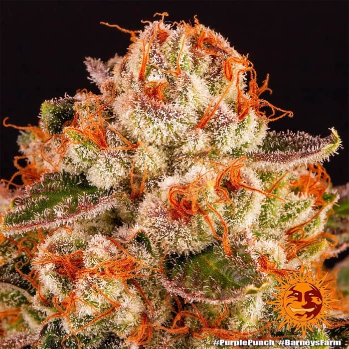 Cogollo de Purple Punch de Barney's Farm con los pistilos naranjas