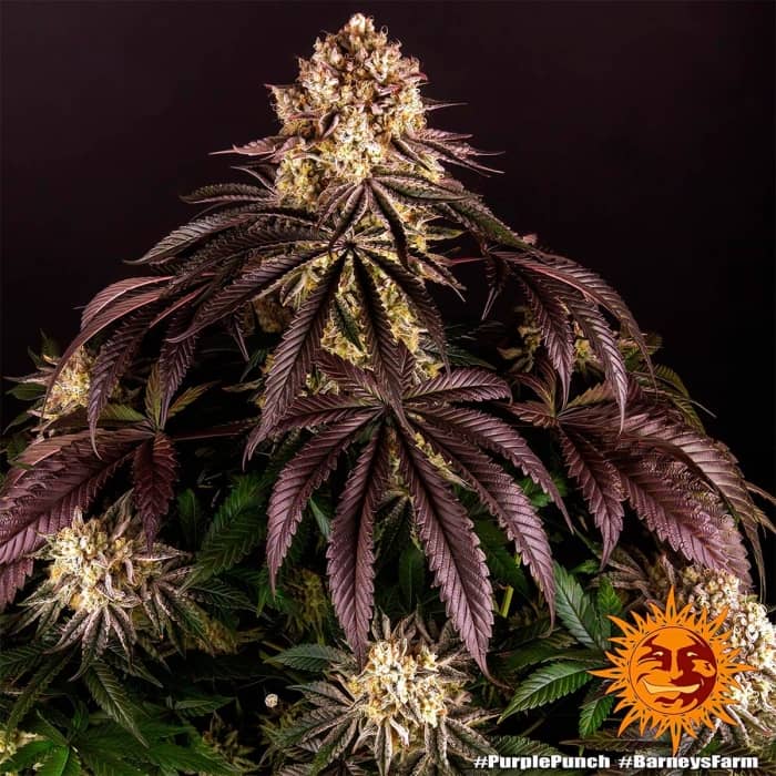 Purple Punch de Barney's Farm - Semillas feminizadas de marihuana.