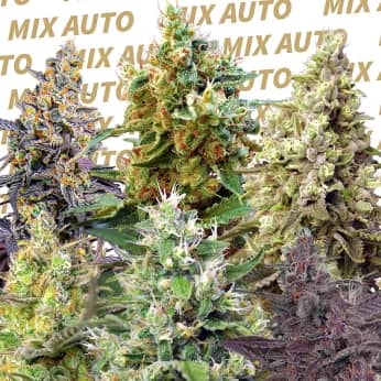 AUTO SWEET MIX SWEET SEEDS Semillas de marihuana feminizadas autoflorecientes.