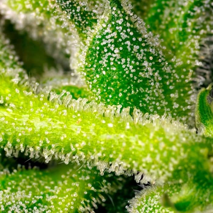 AUTO SWEET PURE CBD (Sweet Seeds) Semillas de marihuana feminizadas autoflorecientes CBD.