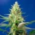 AUTO SWEET PURE CBD (Sweet Seeds) Semillas de marihuana feminizadas autoflorecientes CBD.