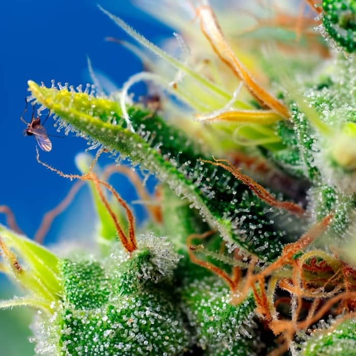 AUTO SWEET PURE CBD (Sweet Seeds) Semillas de marihuana feminizadas autoflorecientes CBD.