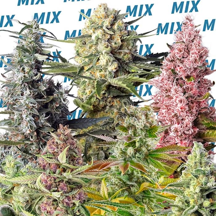 SWEET MIX Semillas de marihuana feminizadas.
