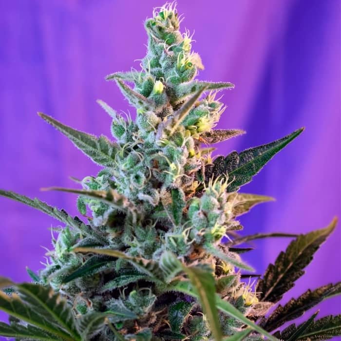 SWEET SKUNK FAST VERSION (Sweet Seeds) Semillas de marihuana feminizadas versión rápida.