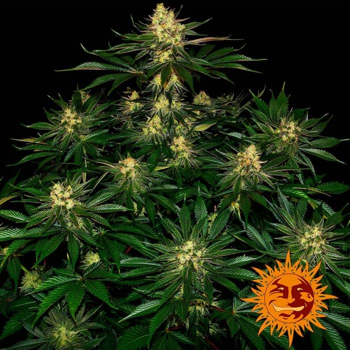 Gorilla Zkittlez de Barney's Farm - Semillas feminizadas de marihuana.