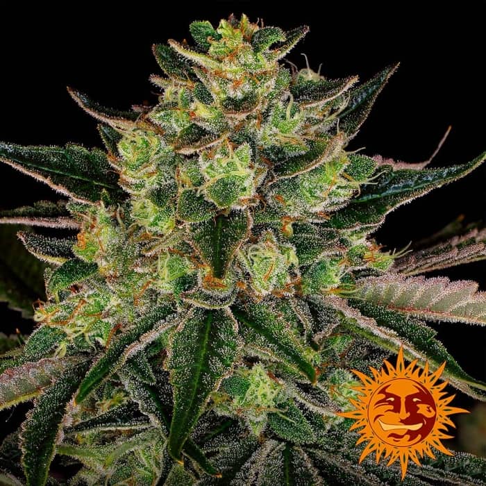 Gorilla Zkittlez de Barney's Farm - Semillas feminizadas de marihuana.