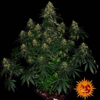 Blue Gelato 41 de Barney's Farm - Semillas feminizadas de marihuana.