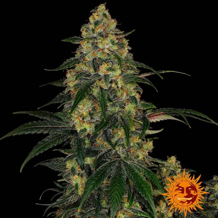 Cogollo de Blue Gelato 41 de Barney's Farm de alta producción