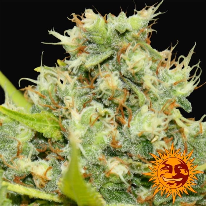 Semillas de Marihuana PINEAPPLE CHUNK (Barneys Farm) resina.