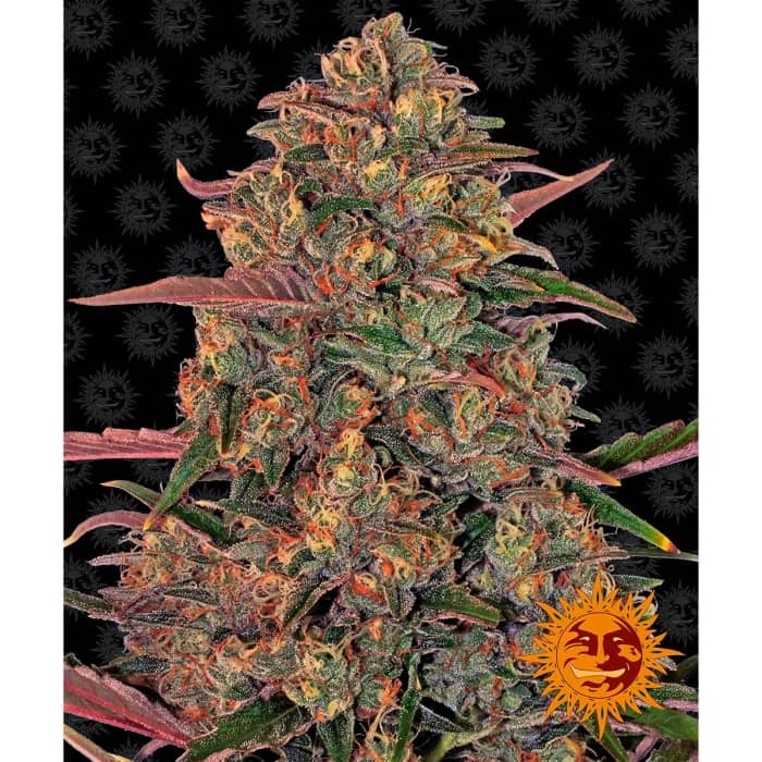 Semillas de Marihuana PINEAPPLE CHUNK (Barneys Farm) punta principal.