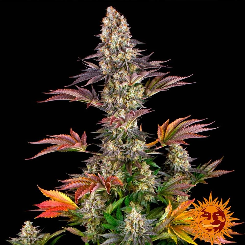 Semillas de marihuana de Gelato 45 ( Barney's farm seeds)