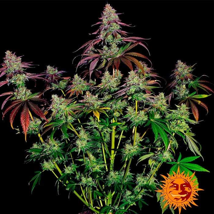 MIMOSA EVO de Barneys Farm