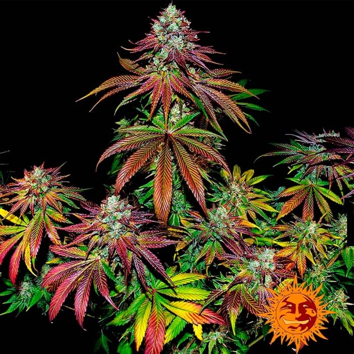 Semillas de marihuana MIMOSA EVO de Barney's Farm Seeds