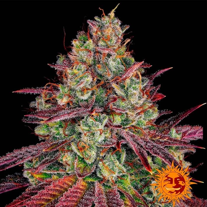 Mimosa Evo de Barney's Farm