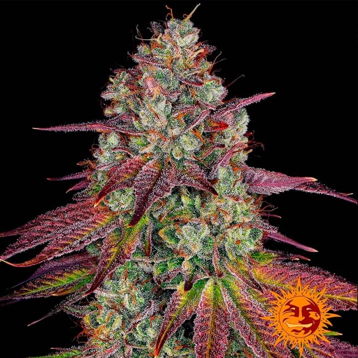 Cogollo de MIMOSA EVO de Barney's Farm