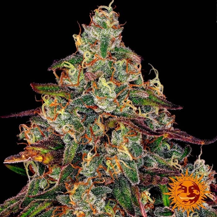 Amnesia Lemon - Semillas feminizadas de Barney's Farm