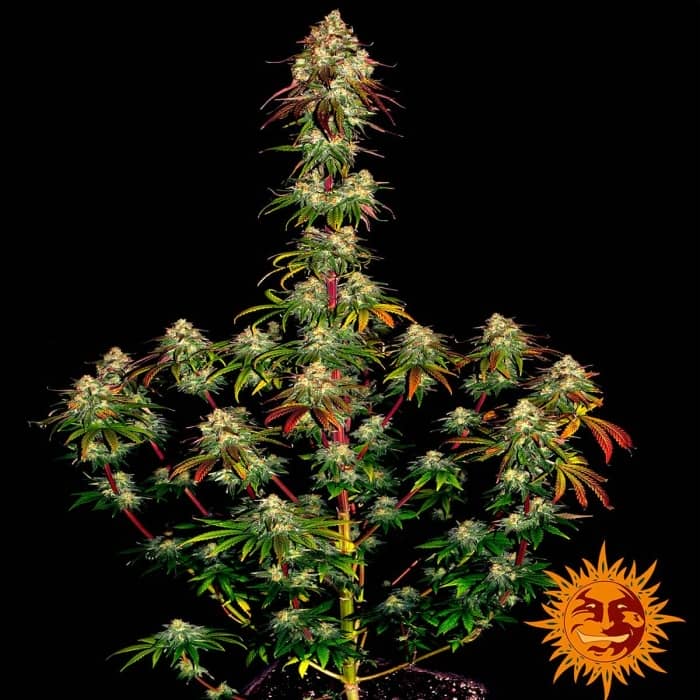 Semillas Marihuana feminizadas AMNESIA LEMON (Barneys Farm)