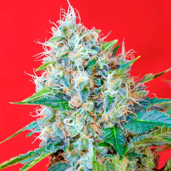 Green Poison de Sweet Seeds