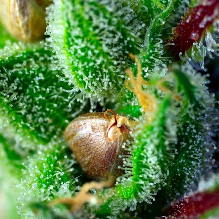 Semillas de marihuana Green Poison