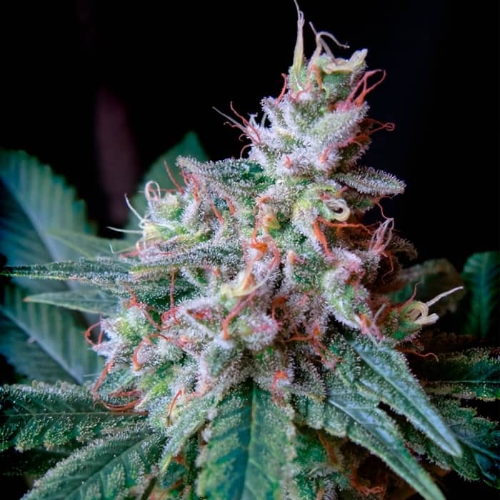 CREAM CARAMEL del banco de semillas Sweet Seeds