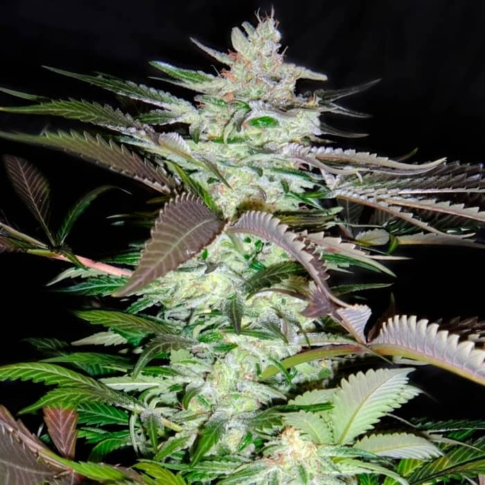BLACK JACK de Sweet Seeds