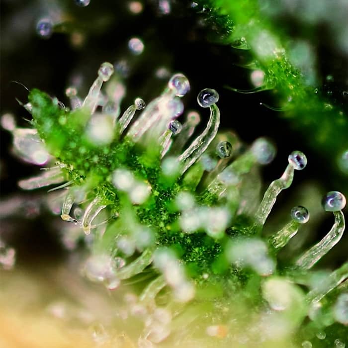 Glándulas de resina de Black Jack del banco de semillas Sweet Seeds
