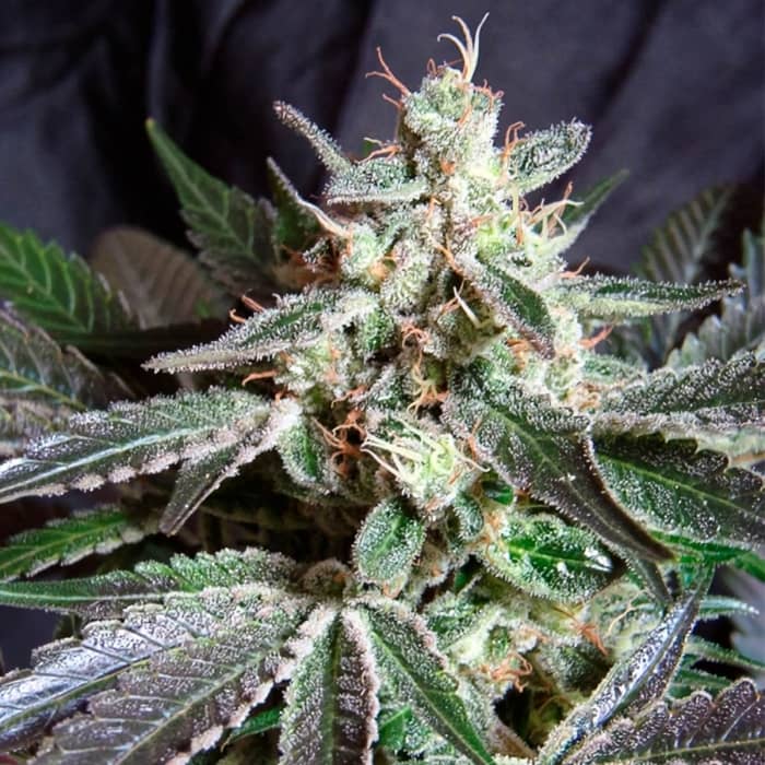 BLACK JACK (Sweet Seeds)