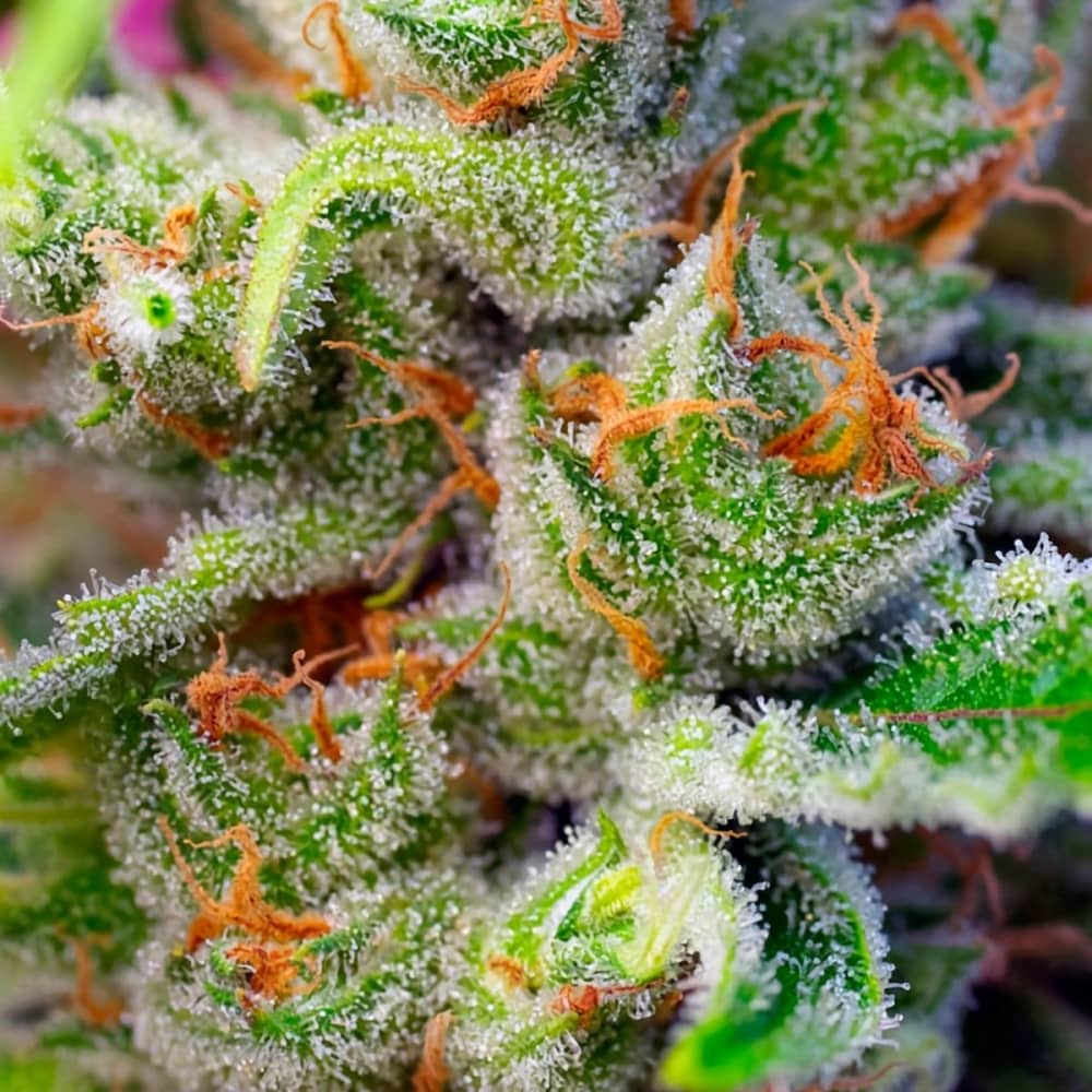 Tricomas de las plantas de marihuana Gorilla Girl de Sweet Seeds