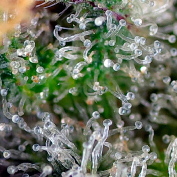 Gorilla Girl de Sweet Seeds - Semillas feminizadas de marihuana resina.