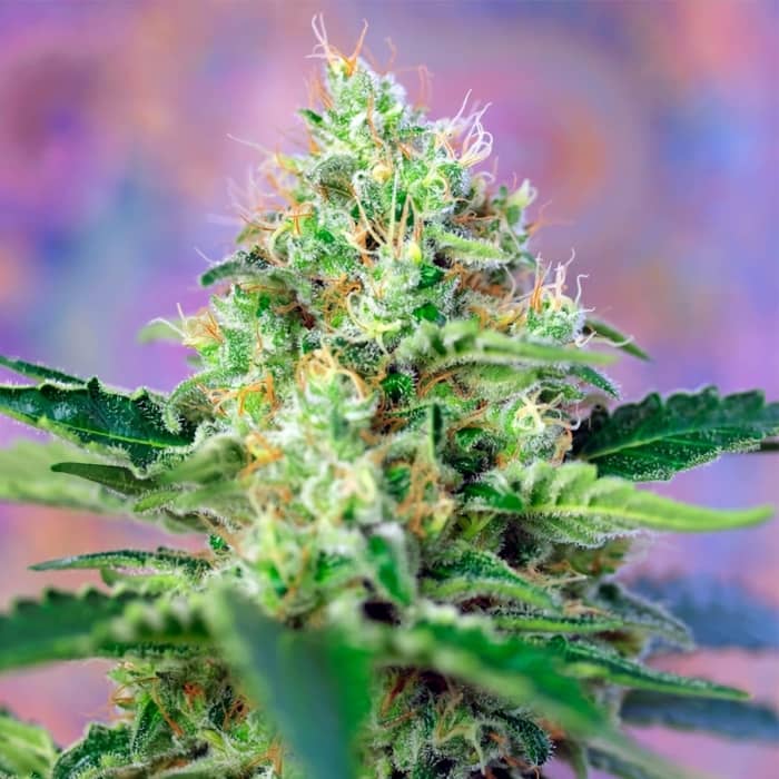 CRYSTAL CANDY (SWEET SEEDS) - SEMILLAS DE MARIHUANA FEMINIZADAS