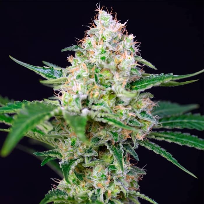 Cogollo central de Crystal Candy de Sweet Seeds
