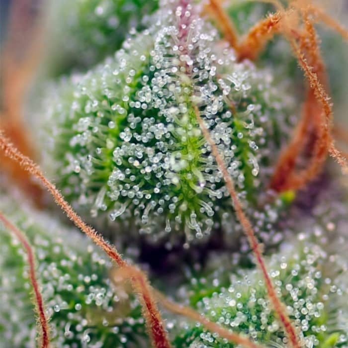 Bráctea de la marihuana de Sweet Seeds Crystal Candy