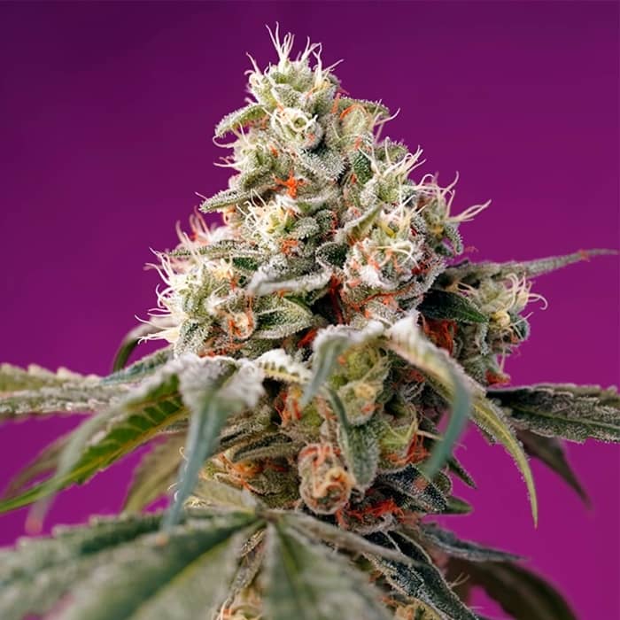AUTO BRUCE BANNER (SWEET SEEDS) Semillas de marihuana feminizadas.