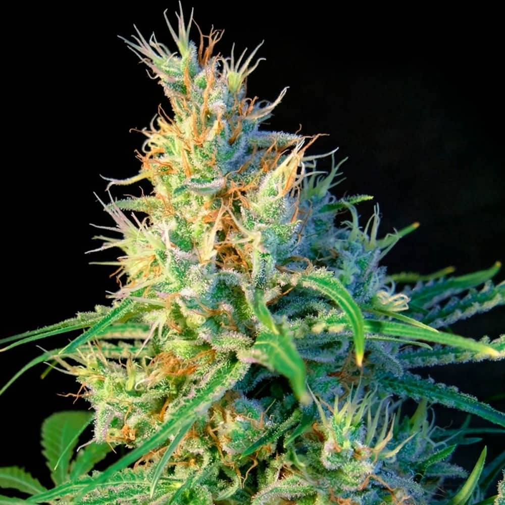 PSICODELICIA (Sweet Seeds) - Semillas de marihuana feminizadas.