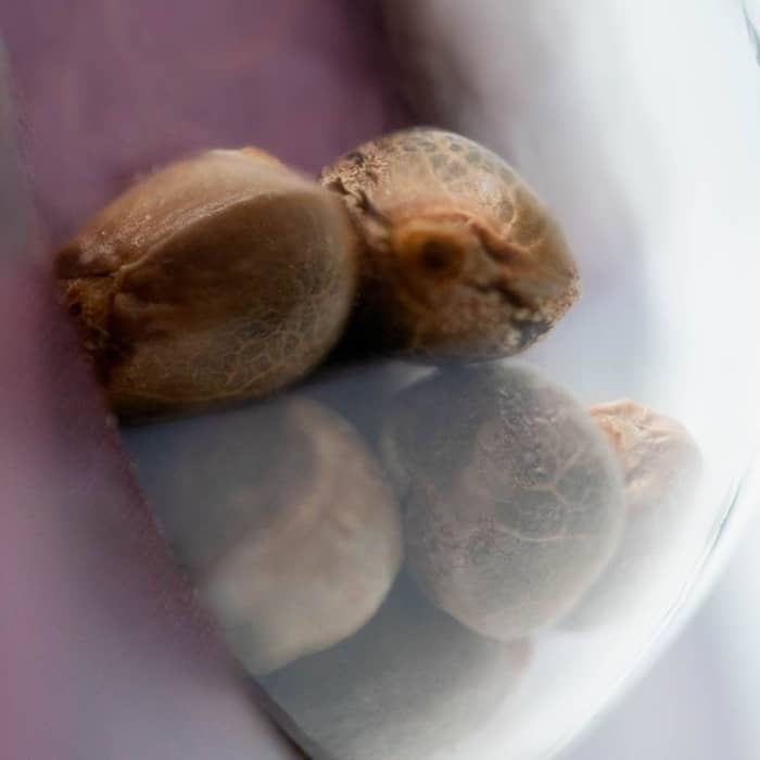 Semillas feminizadas de marihuana Black Domina de Sensi Seeds
