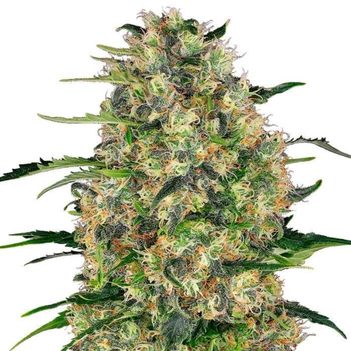 Black Domina de Sensi Seeds