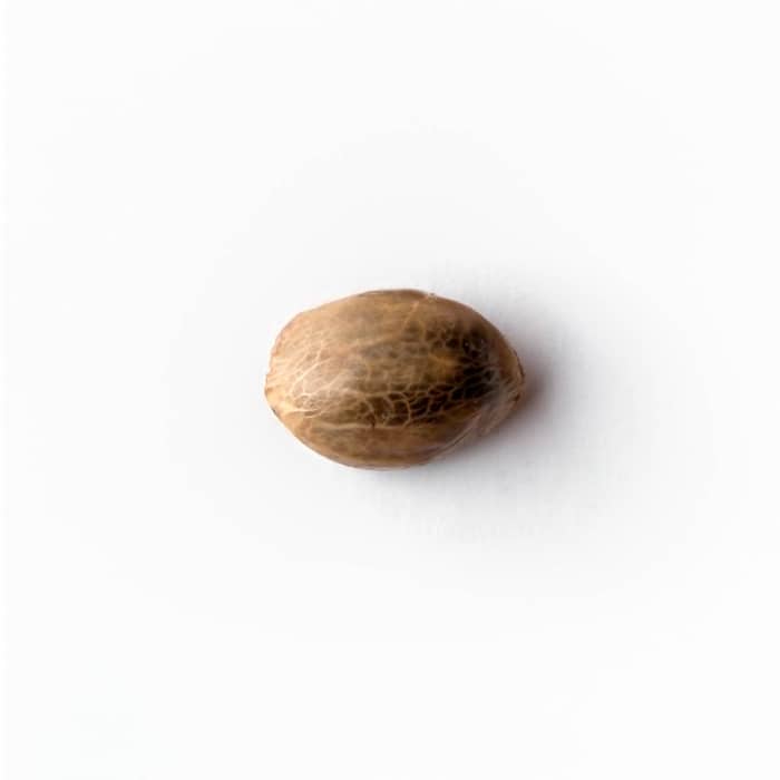 semillas black domina