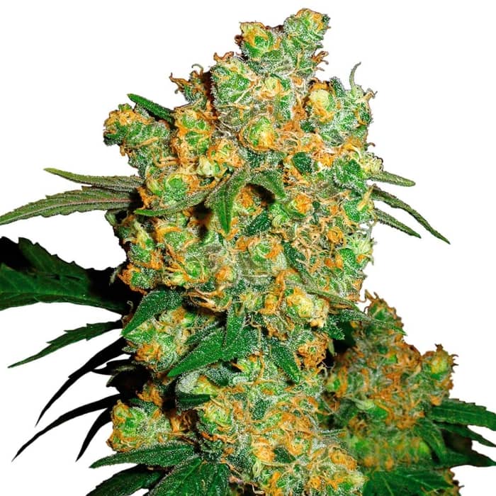 BIG BUD (Sensi Seeds) Semillas de marihuana feminizadas.