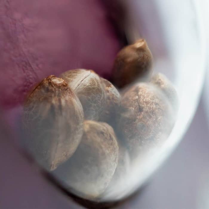 Semillas feminizadas Hindu Kush de Sensi Seeds