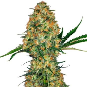 Hindu Kush Sensi Seeds