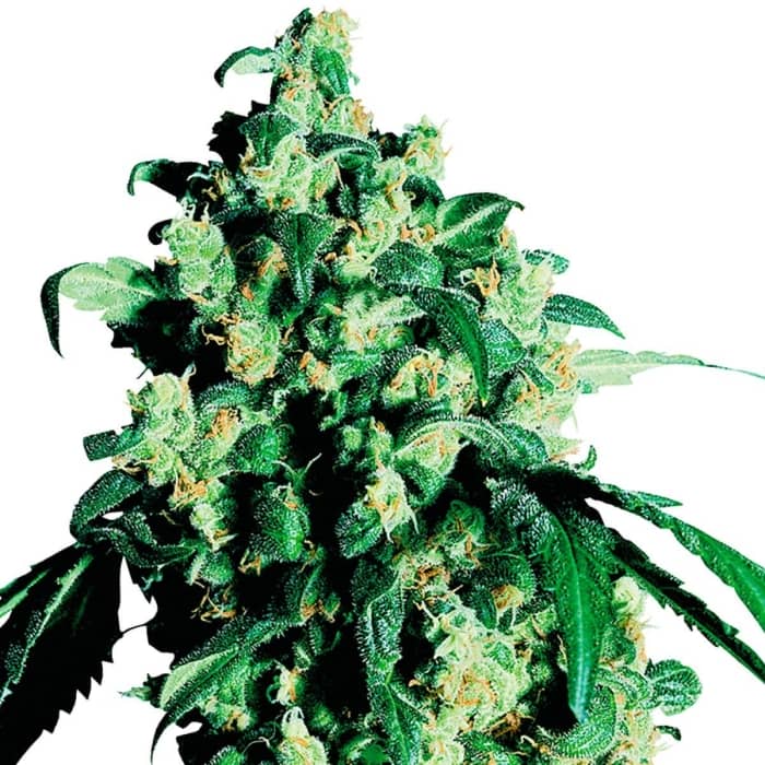SUPER SKUNK (Sensi Seeds). La original Super SKunk